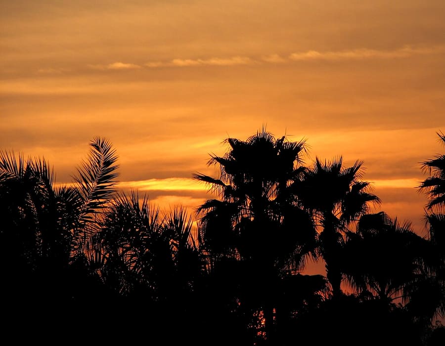 Sunset behind palm trees